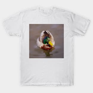 Mallard in winter T-Shirt